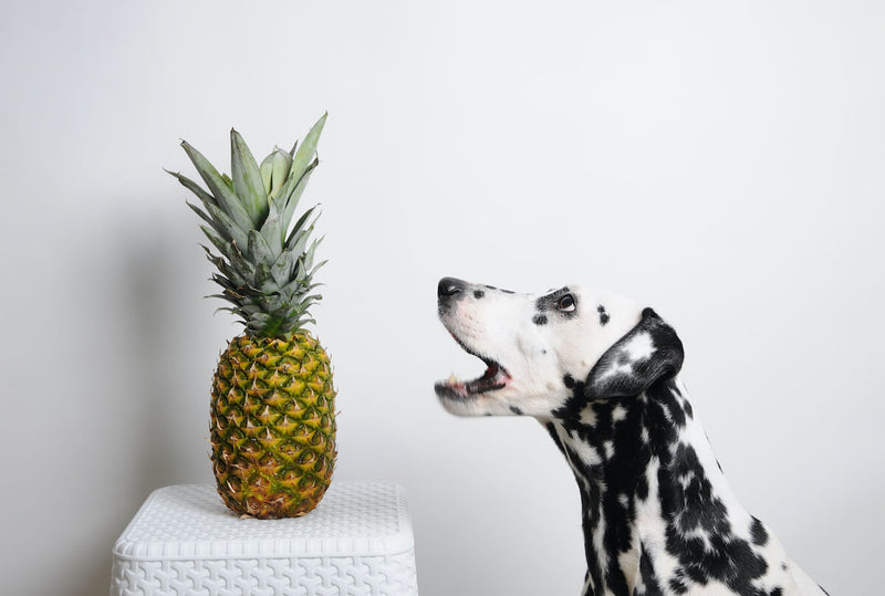 Dürfen Hunde Ananas essen?
