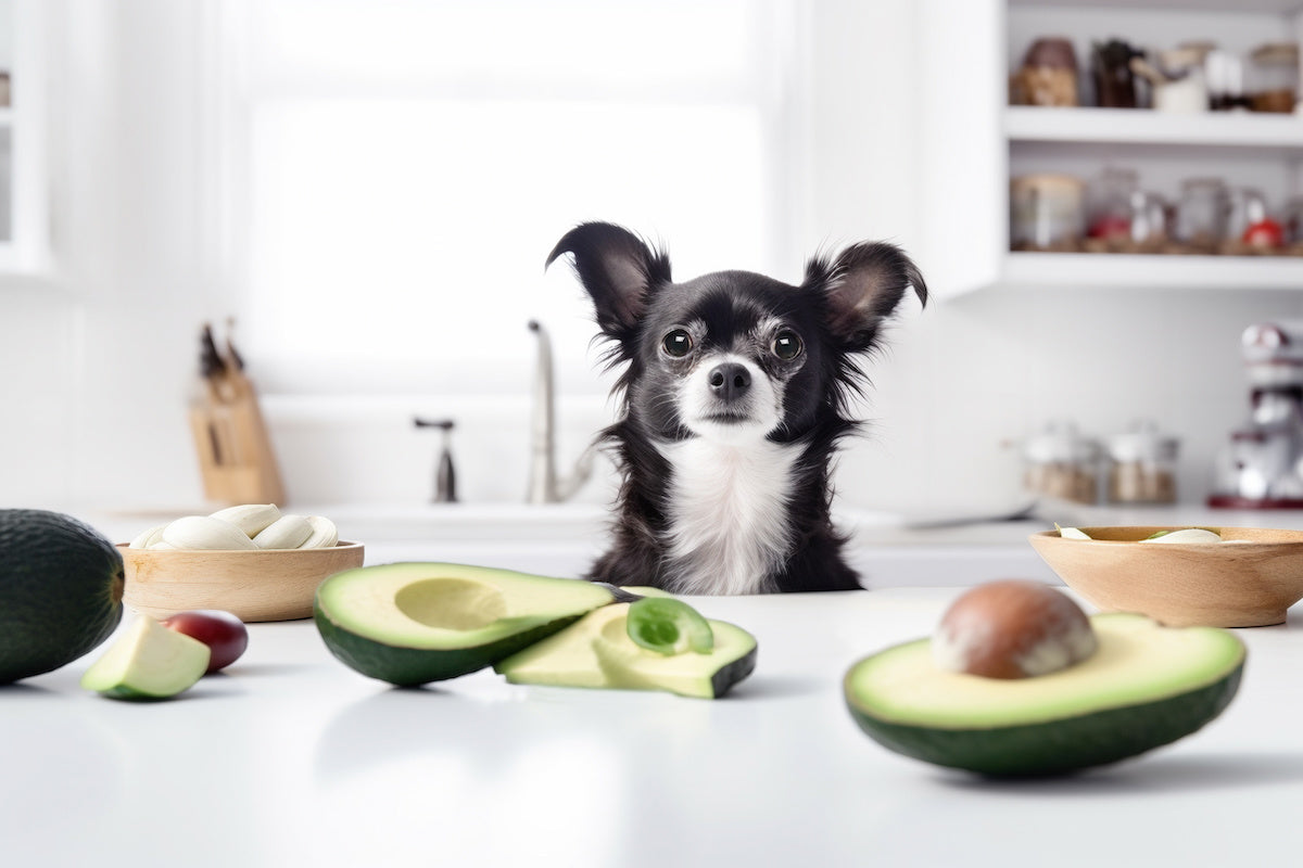 Dürfen Hunde Avocado essen?