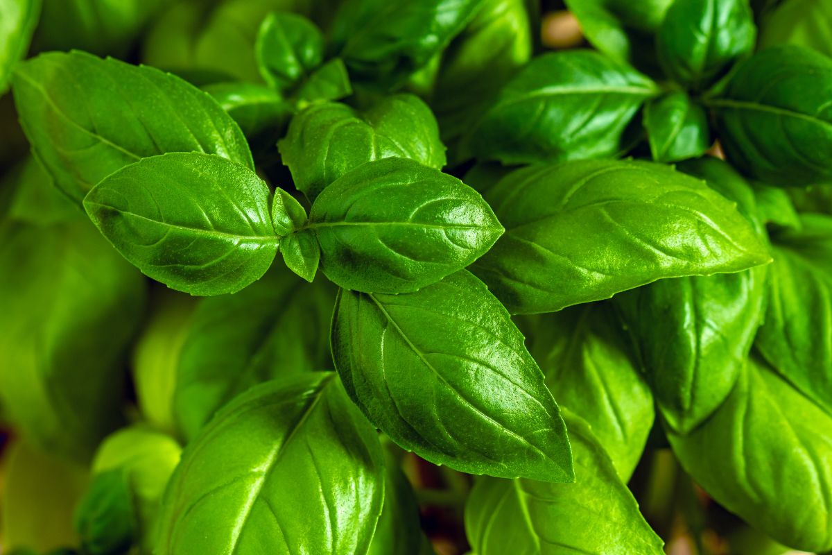 Dürfen Hunde Basilikum essen?