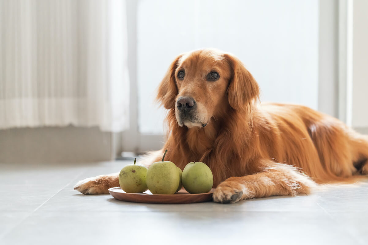 Dürfen Hunde Birnen essen?