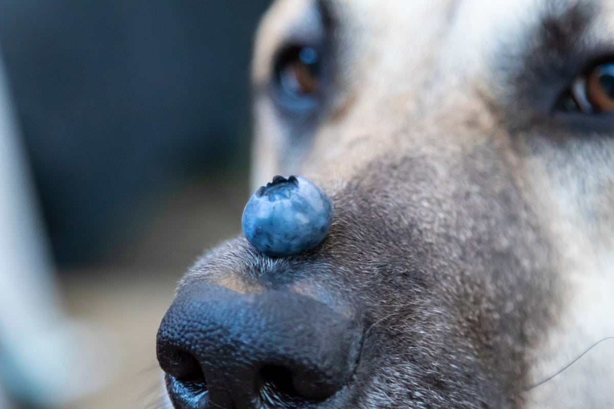 Dürfen Hunde Blaubeeren essen