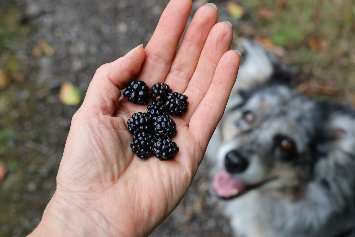 Dürfen Hunde Brombeeren essen?