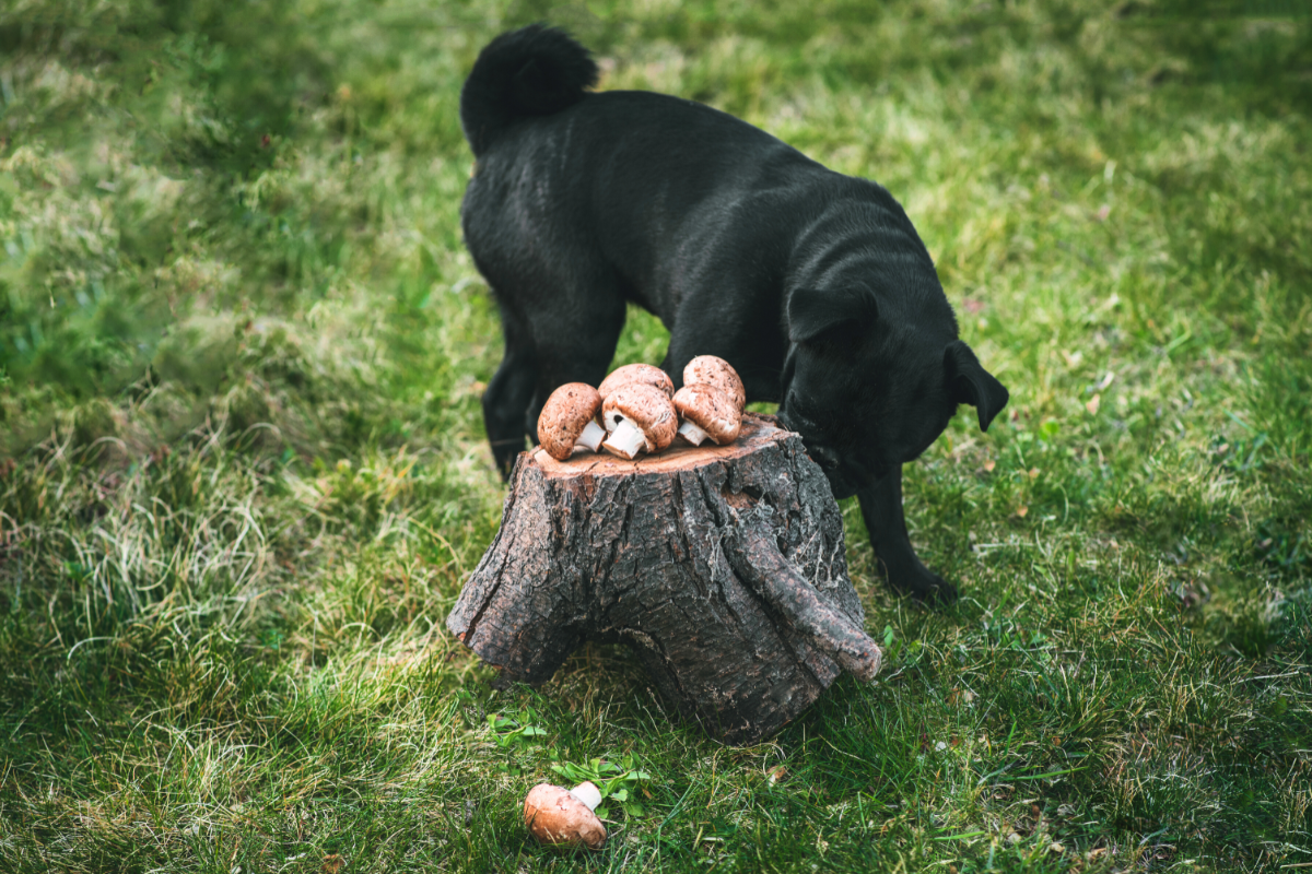 Dürfen Hunde Champignons essen?