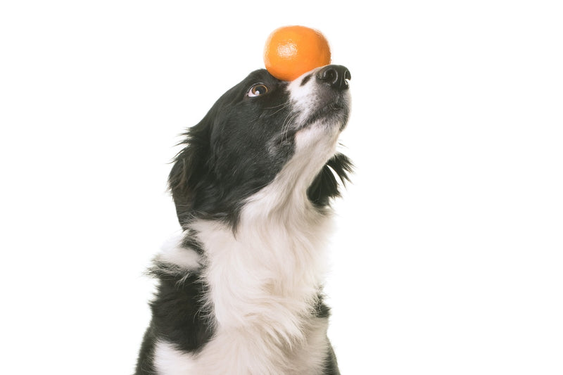 Dürfen Hunde Clementinen essen?