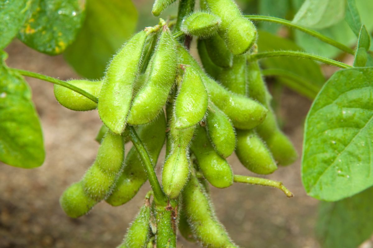 Dürfen Hunde Edamame essen?