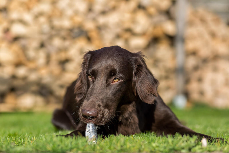 Dürfen Hunde Fisch essen?