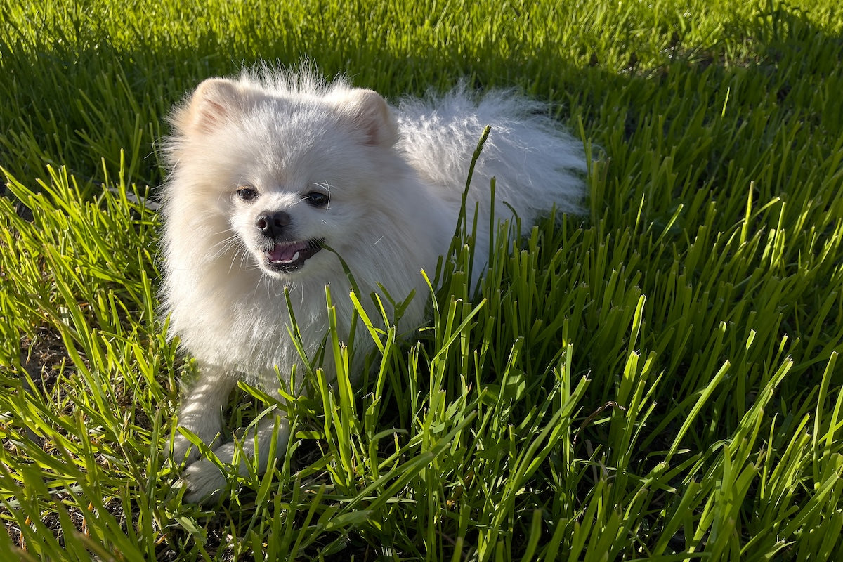 Dürfen Hunde Gras fressen?
