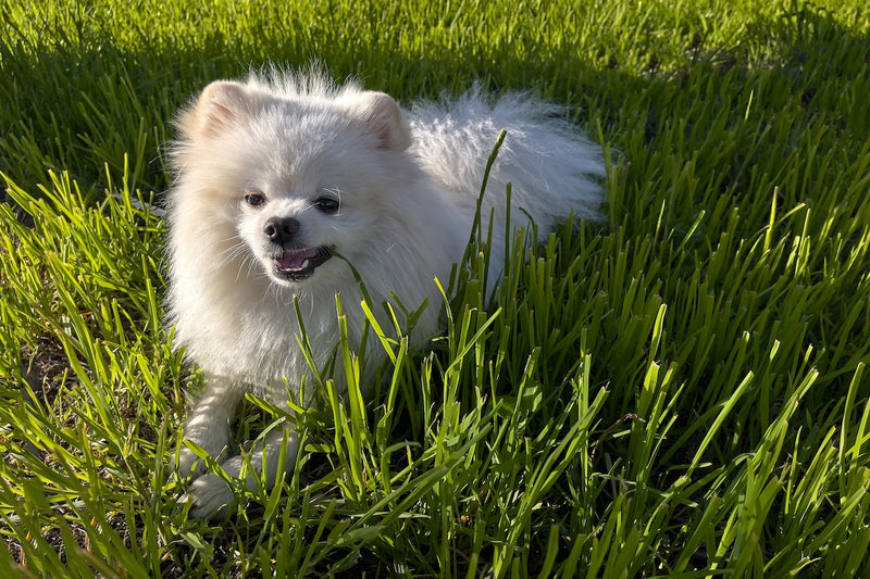 Dürfen Hunde Gras fressen?