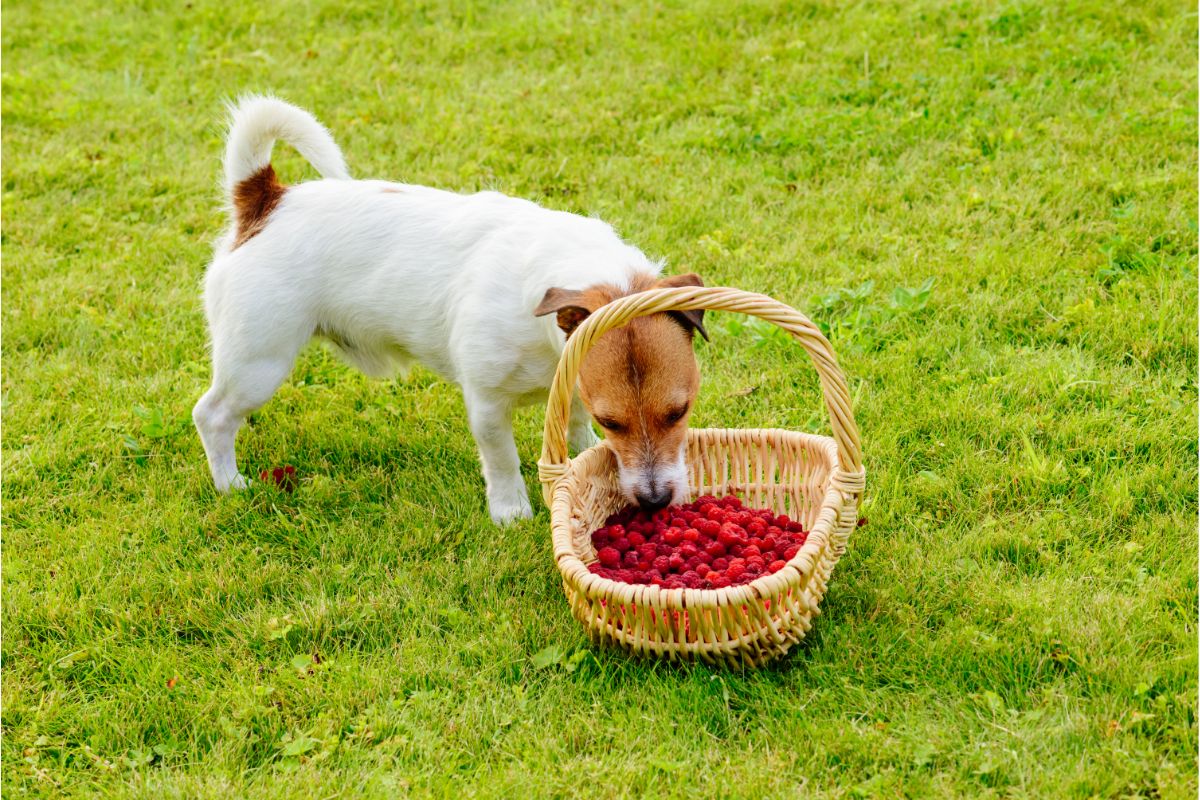 Dürfen Hunde Himbeeren essen?