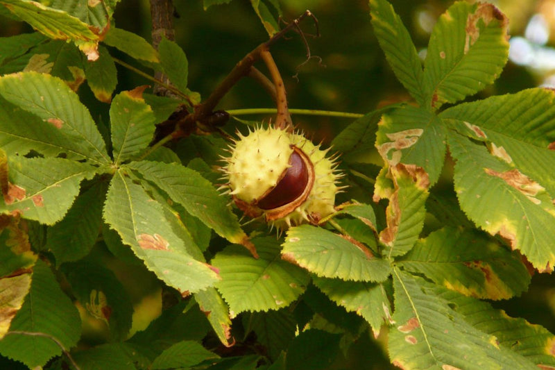 Dürfen Hunde Kastanien essen?