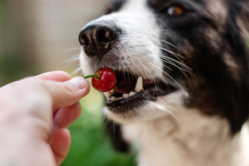 Dürfen Hunde Kirschen essen?
