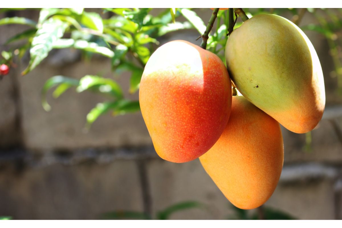 Dürfen Hunde Mangos essen?