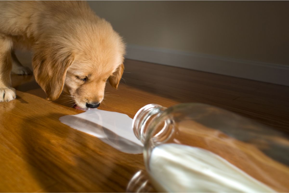Dürfen Hunde Milch trinken?
