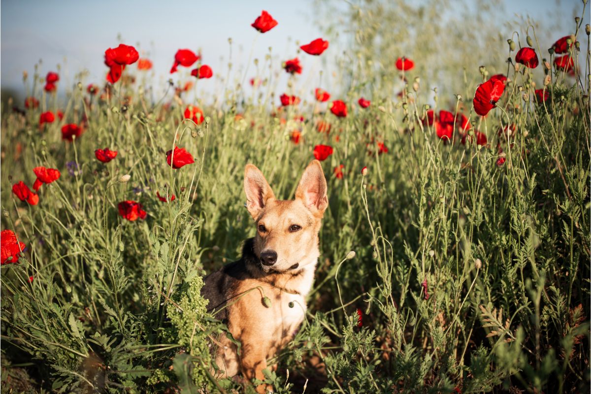 Dürfen Hunde Mohnsamen essen?