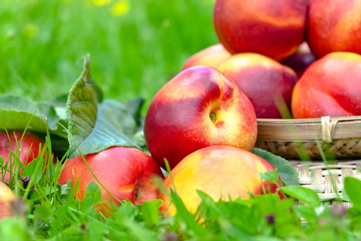 Dürfen Hunde Nektarinen essen?