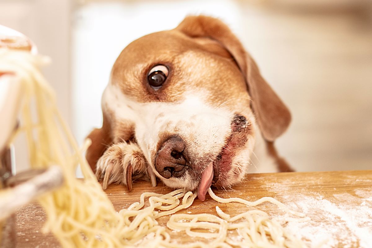 Dürfen Hunde Nudeln essen?