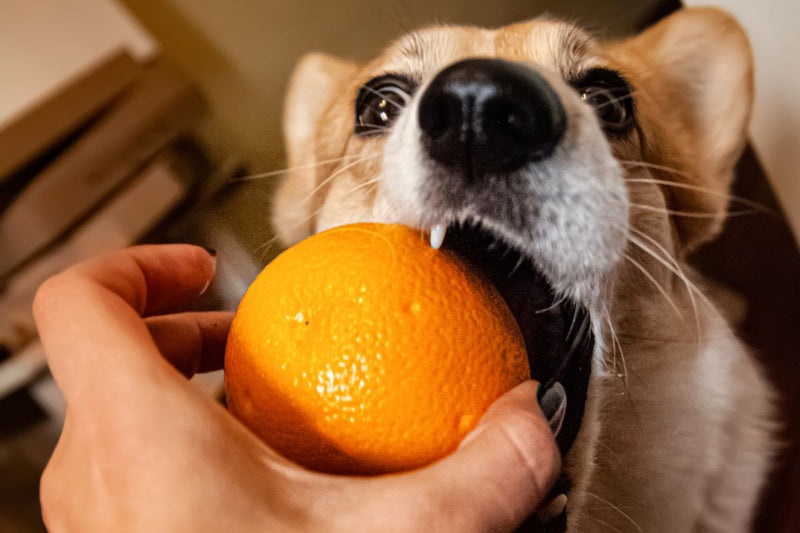 Dürfen Hunde Orangen essen?
