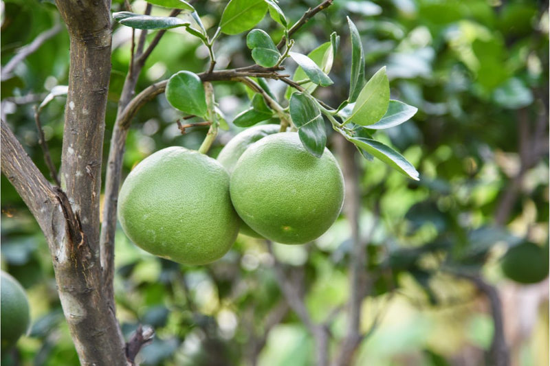 Dürfen Hunde Pomelo essen?