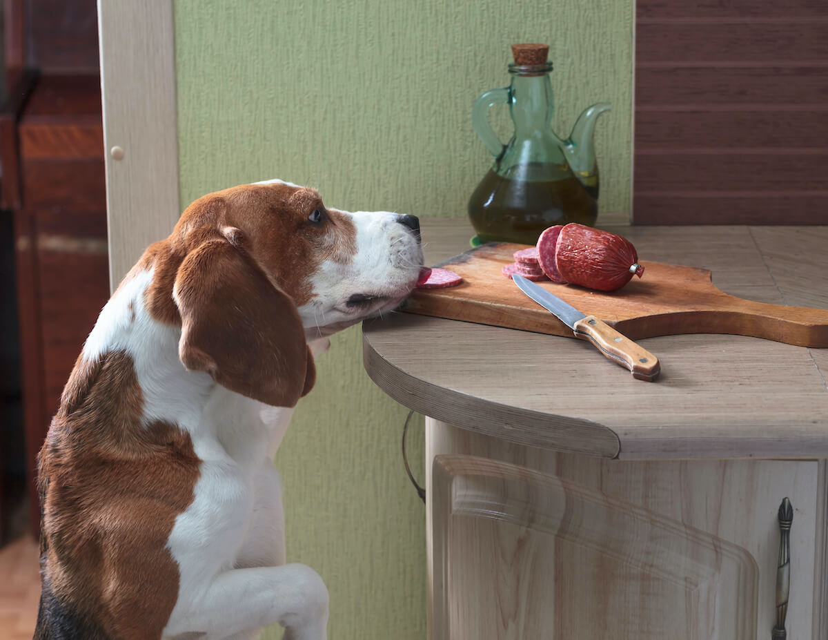 Dürfen Hunde Salami essen?