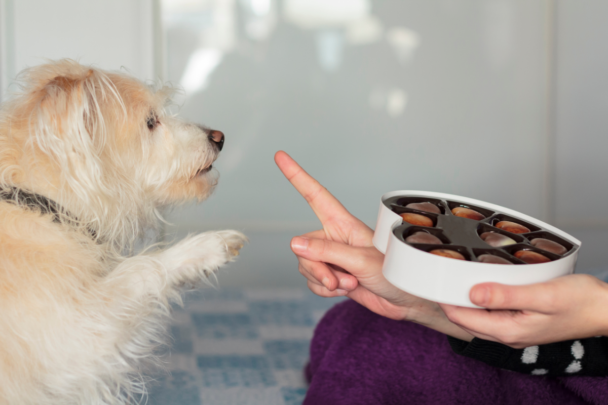 Dürfen Hunde Schokolade essen?
