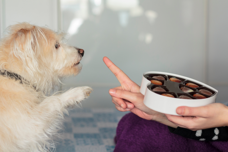 Dürfen Hunde Schokolade essen?