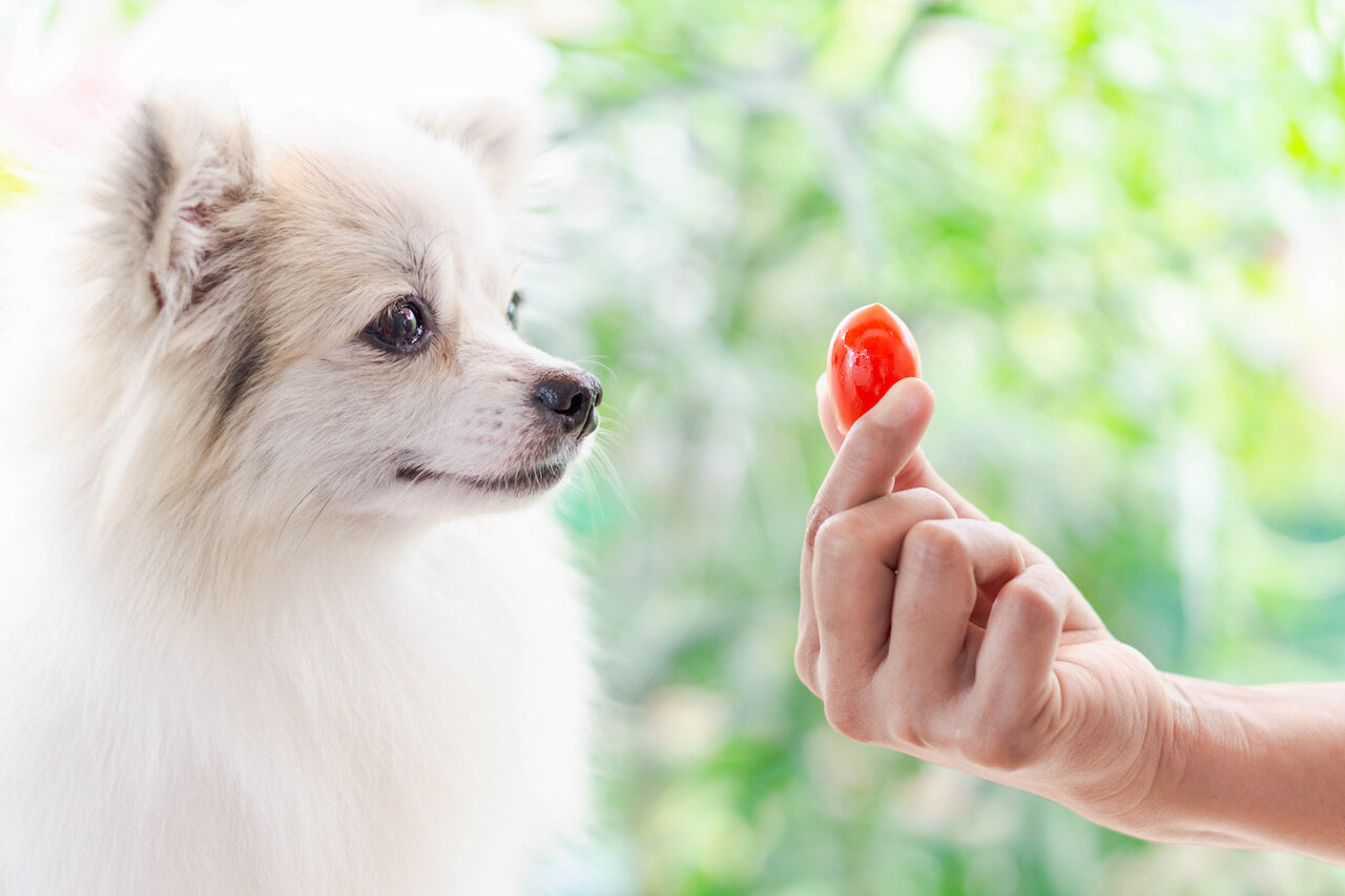 Dürfen Hunde Tomaten essen?