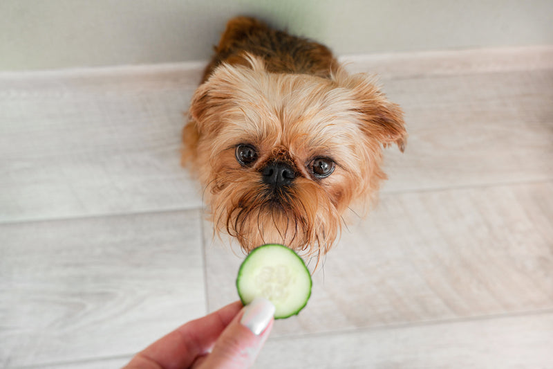 Dürfen Hunde Gurken essen?