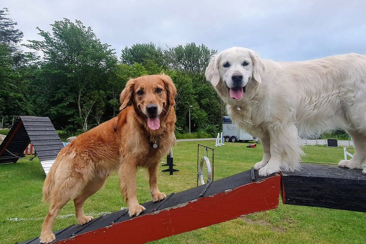 Rally Obedience: Einstieg, Parcours und Regeln