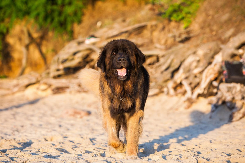 Ellenbogendysplasie bei Hunden