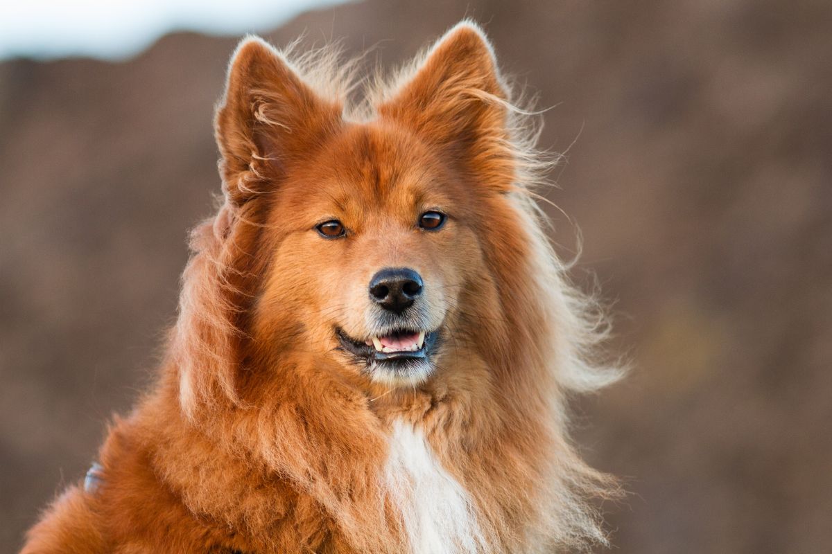 Der Elo: Ein liebevoller und treuer Familienhund