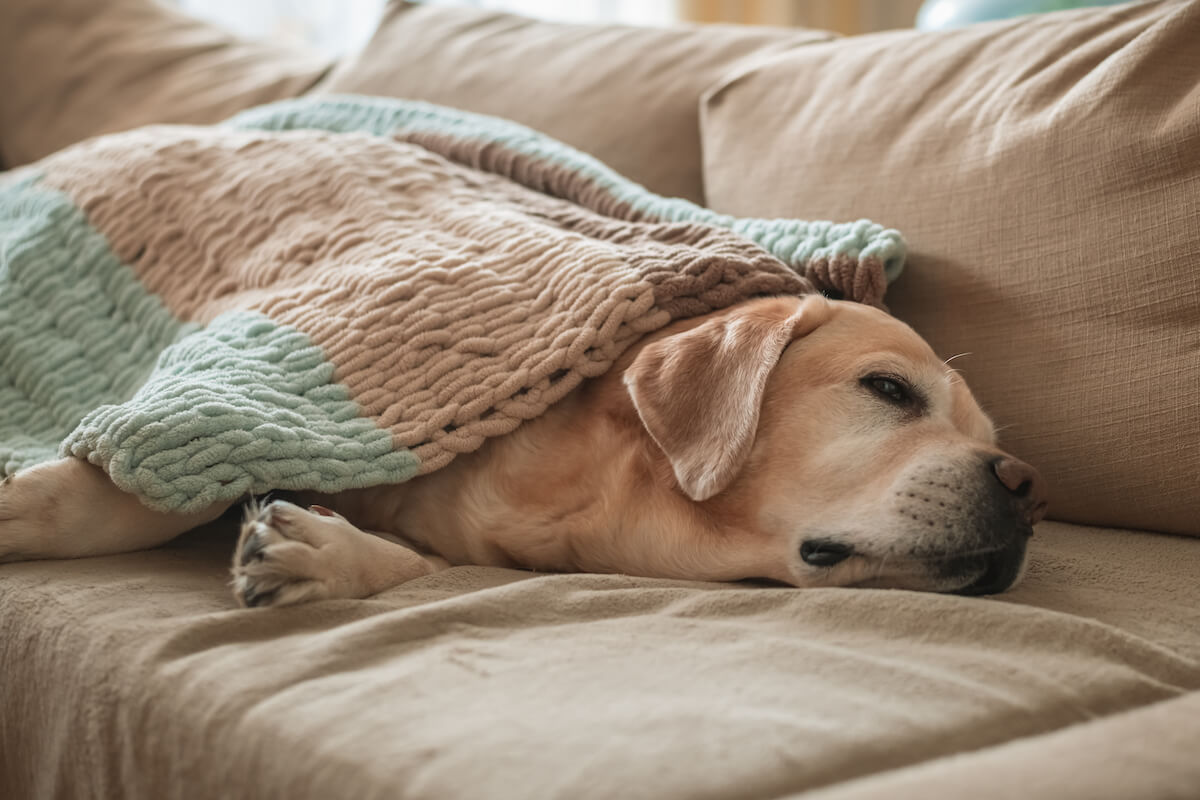 Emeprid für Hunde