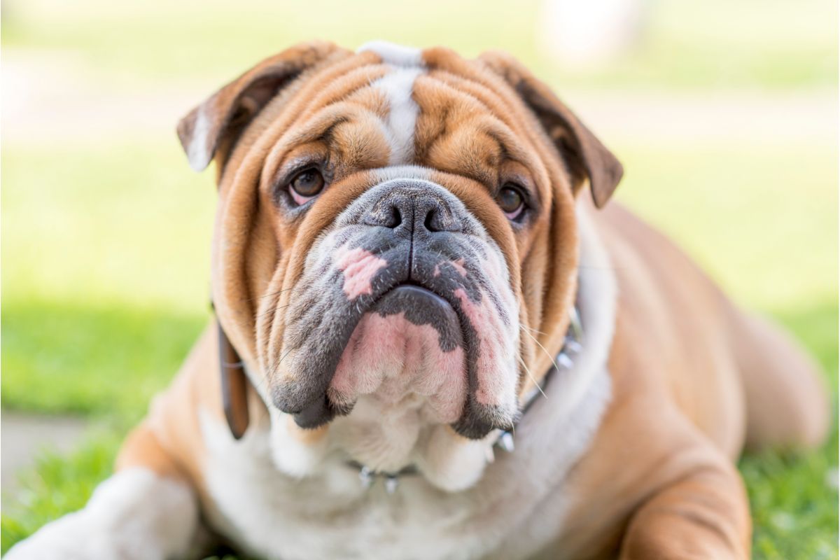 Akne bei Hunden: Ursachen und Behandlung