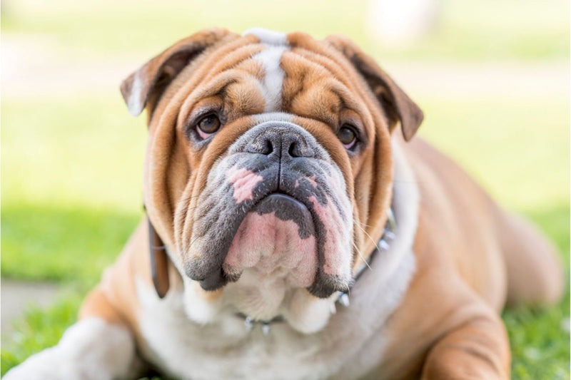 Akne bei Hunden: Ursachen und Behandlung