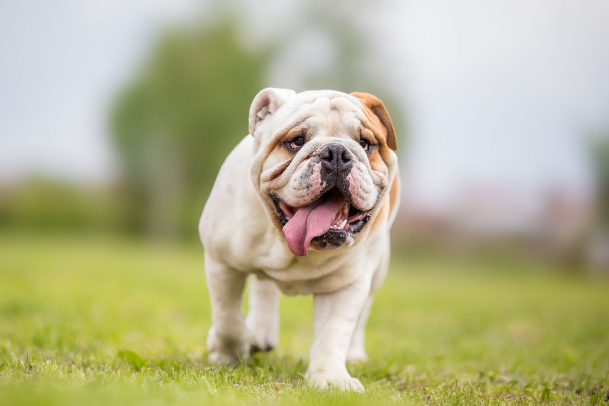 Old English Bulldog: Gemütlich und Gutmütig