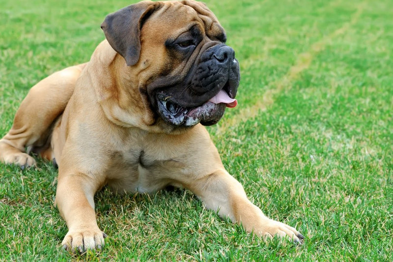 English Mastiff: Wesen, Haltung und Alltag