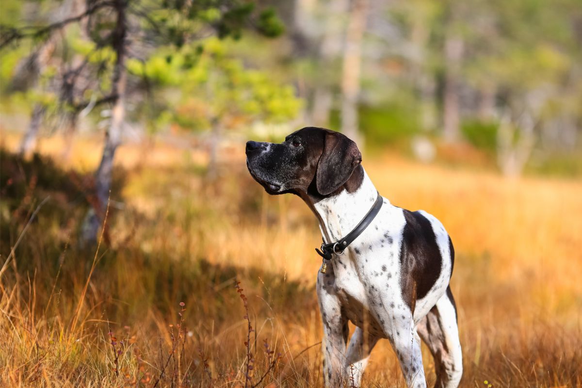 English Pointer: Der sanfte Athlet mit Jagdinstinkt