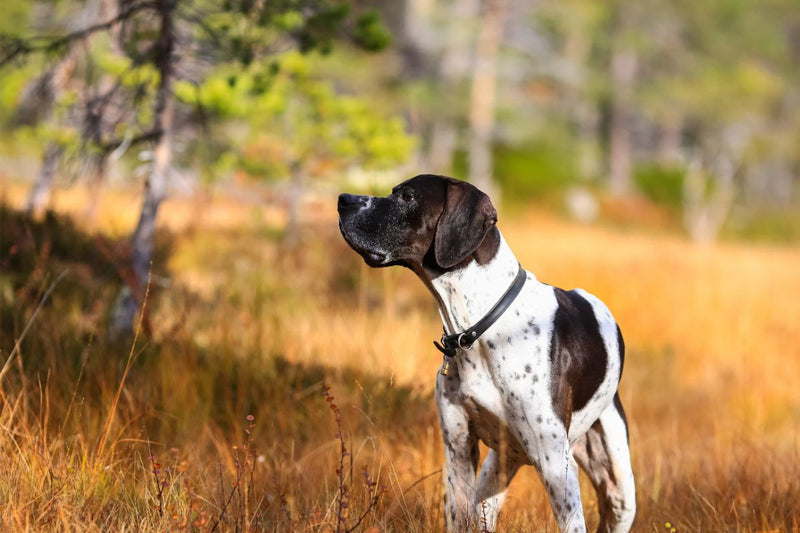 English Pointer: Der sanfte Athlet mit Jagdinstinkt