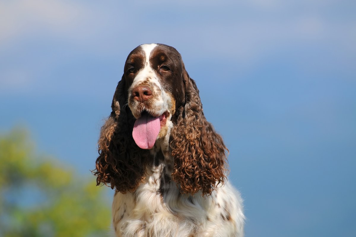 English Springer Spaniel: Größe und Wesen