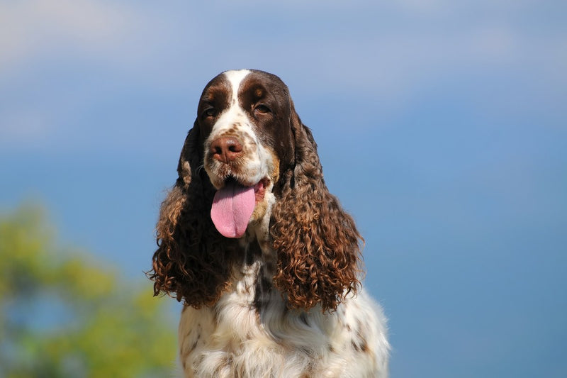 English Springer Spaniel: Größe und Wesen