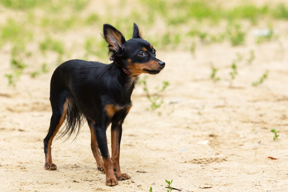 English Toy Terrier: Größe, Wesen und Erziehung