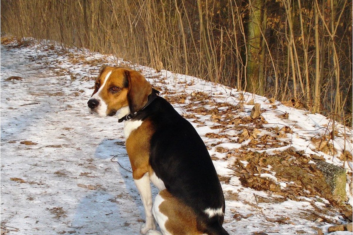 Beagle Harrier: Größe, Wesen und Haltung