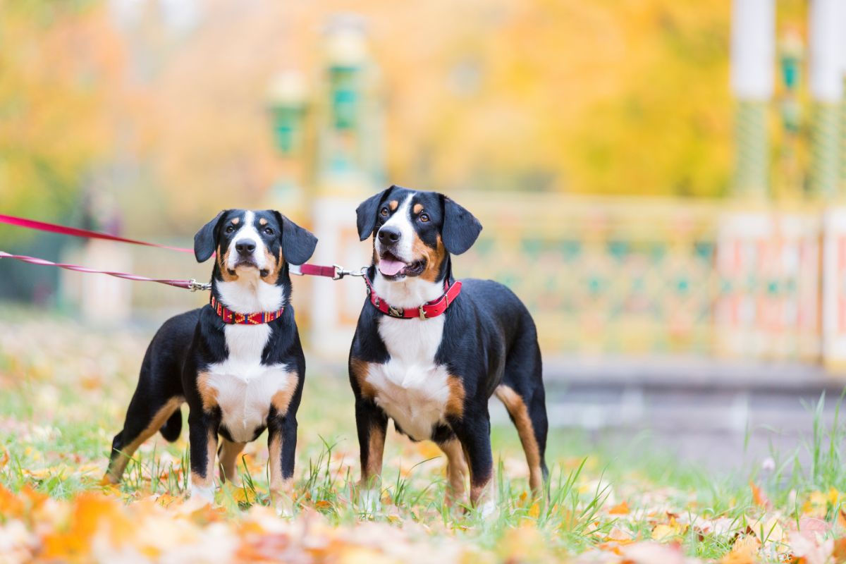 Der Entlebucher Sennenhund:  Ein Aktiver und Treuer Familienhund
