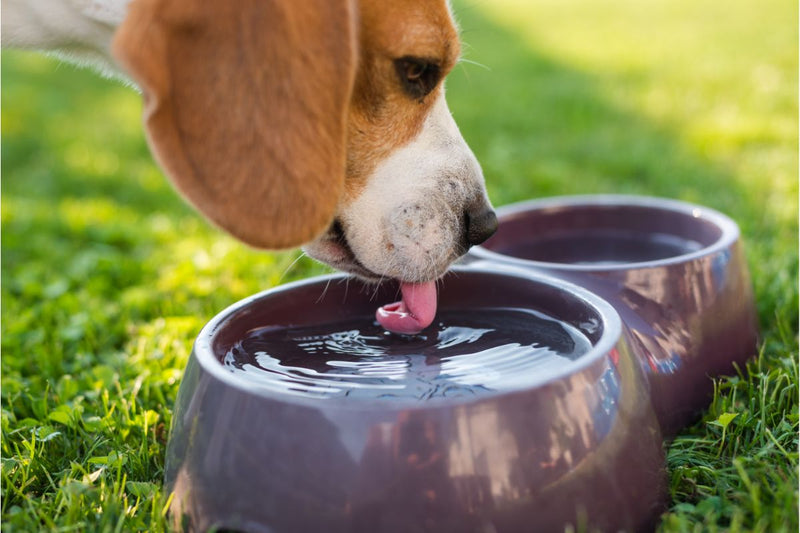 Natürliche Entwässerung bei Hunden