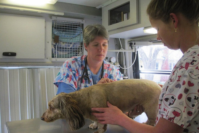 Erhöhte alkalische Phosphatase beim Hund