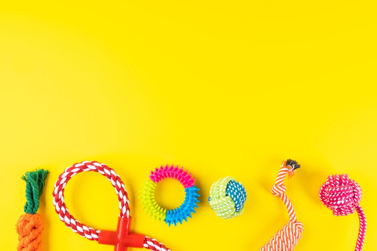 Farbwahrnehmung bei Hunden