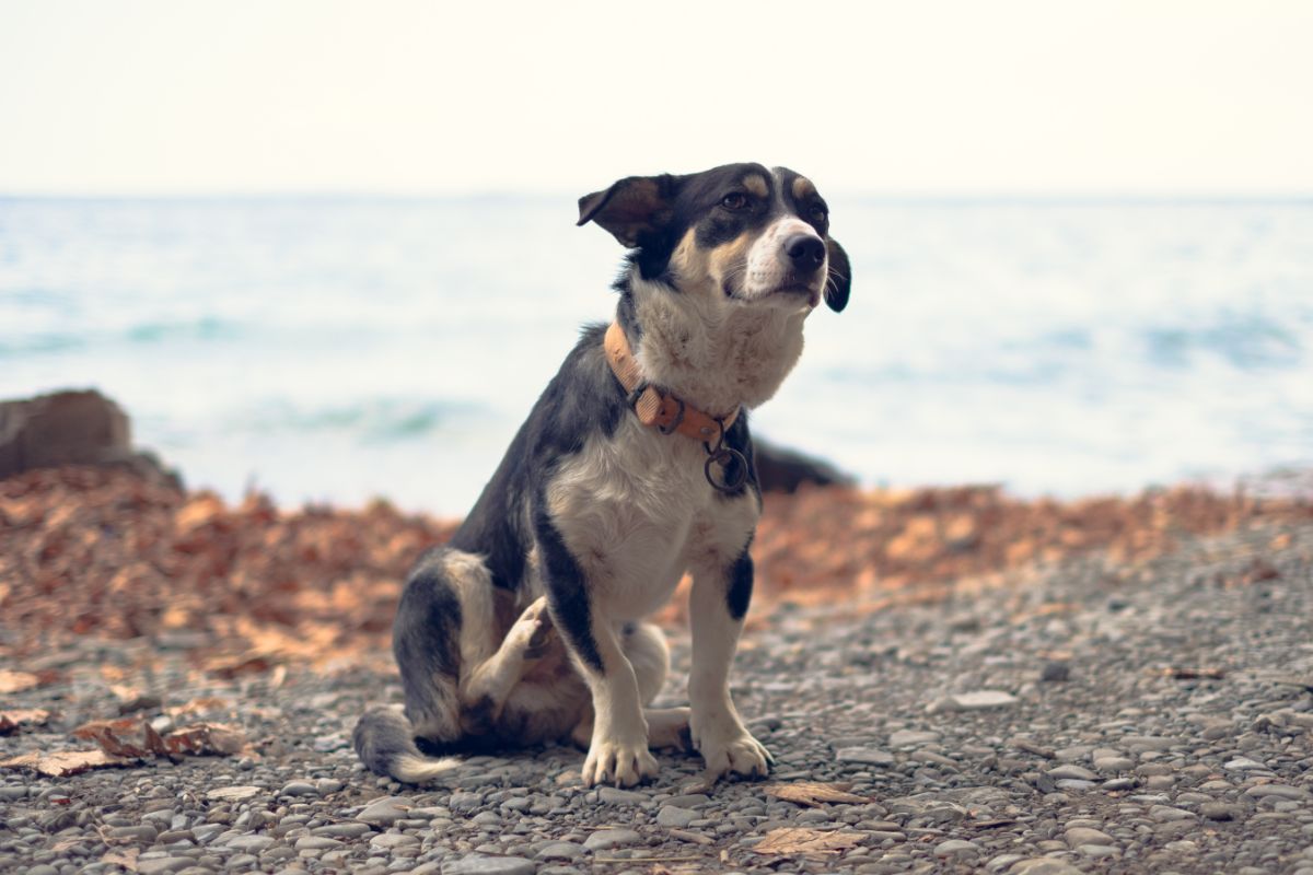 Fenistil für Hunde: Juckreiz stoppen?