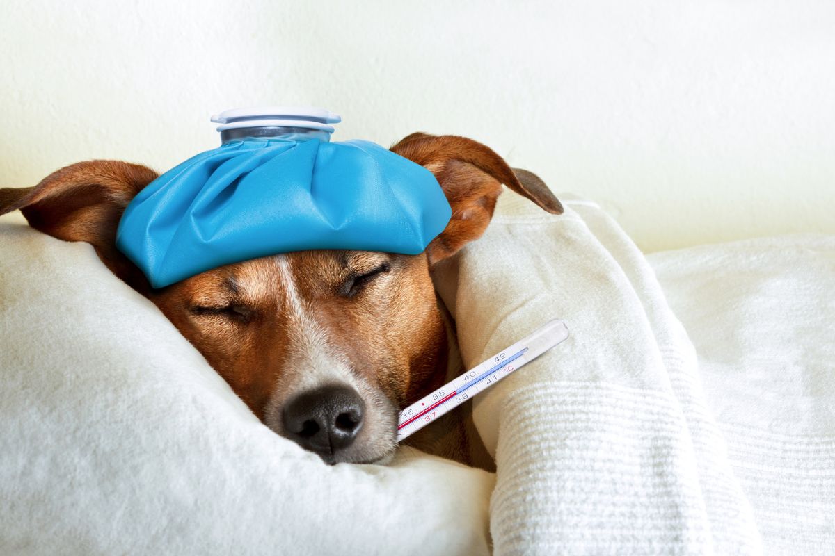Fieber bei Hunden: Symptome und Behandlung