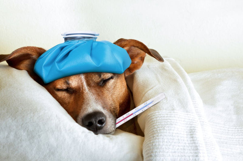 Fieber bei Hunden: Symptome und Behandlung