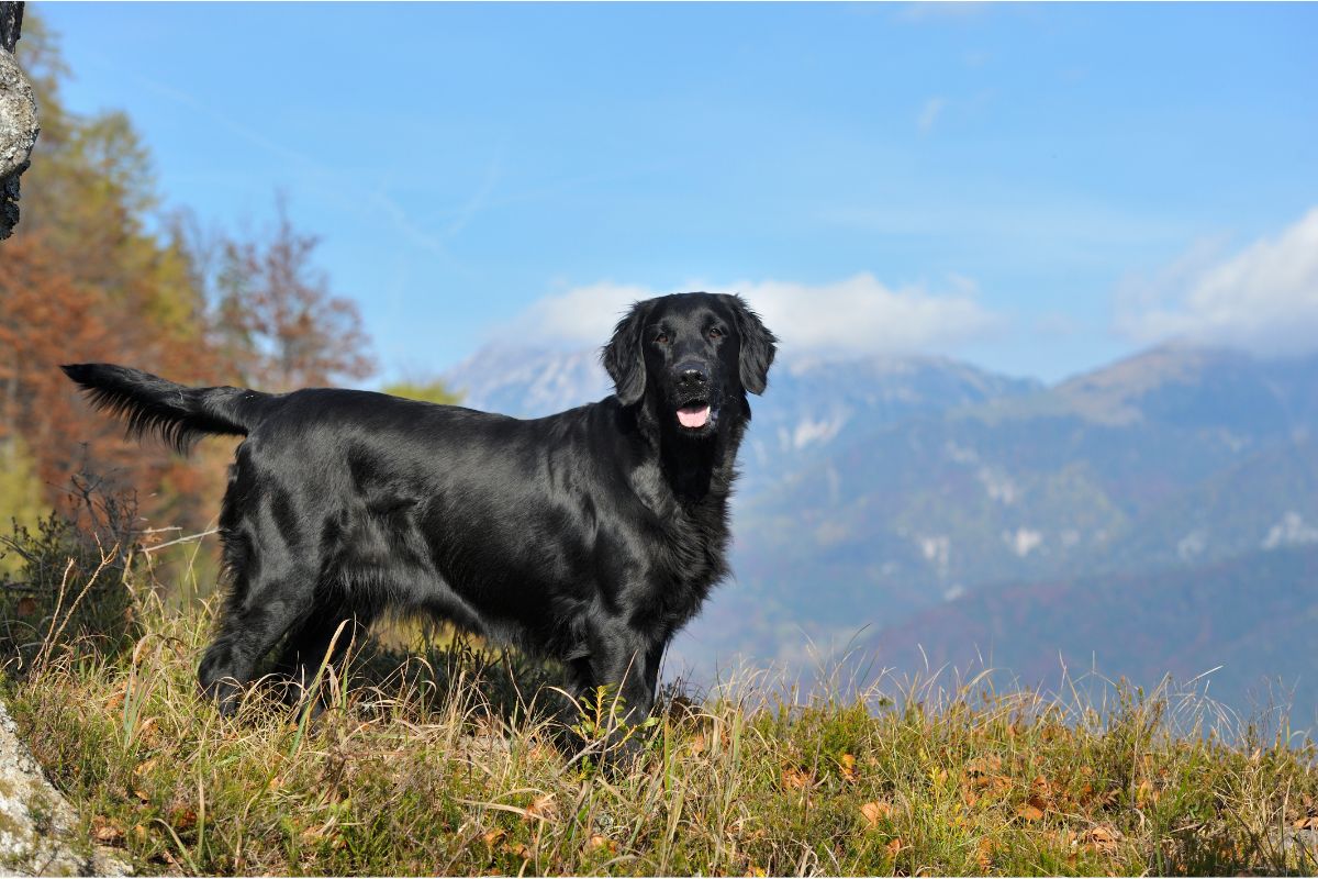 Flat Coated Retriever: Der verspielte Familienhund mit Herz