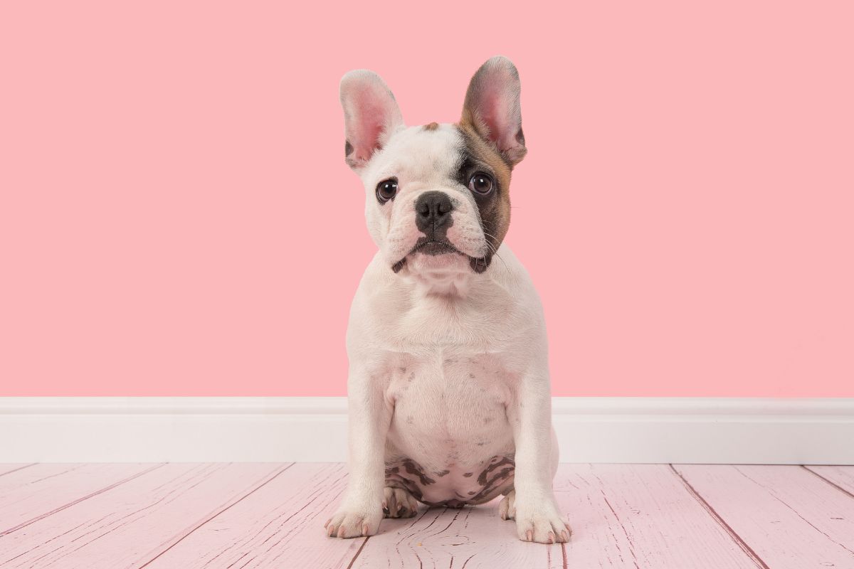 Französische Bulldogge Welpen: Kosten und Tipps